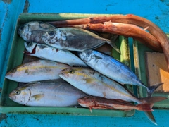 ショゴの釣果