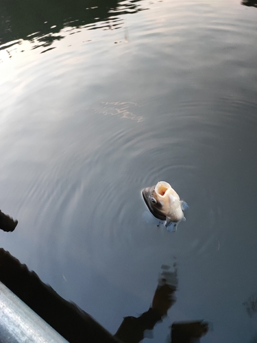 ヘラブナの釣果