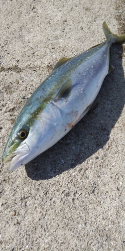 ハマチの釣果