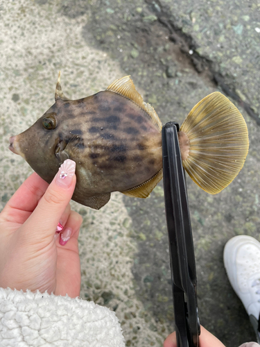 カワハギの釣果