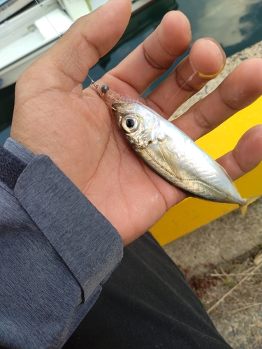 マアジの釣果