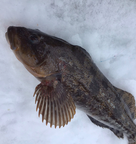 アブラコの釣果