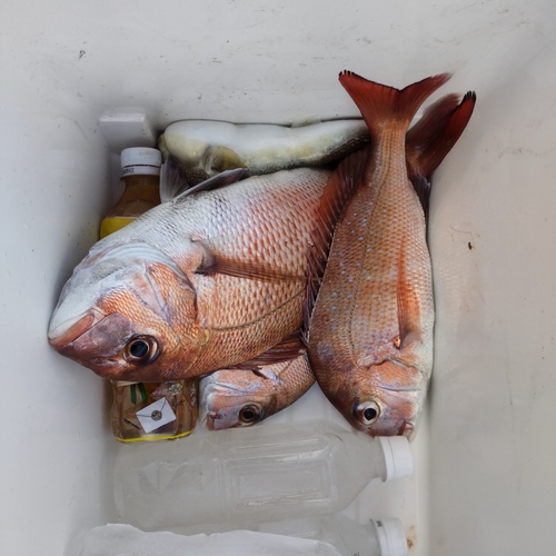 タイの釣果