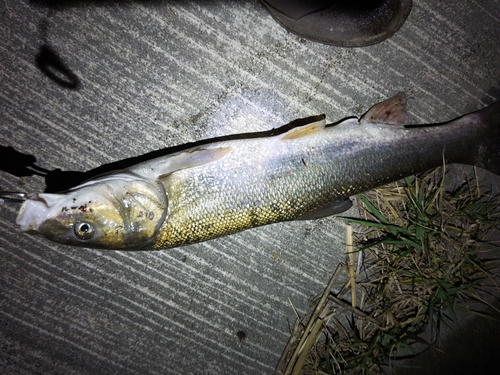 マルタウグイの釣果