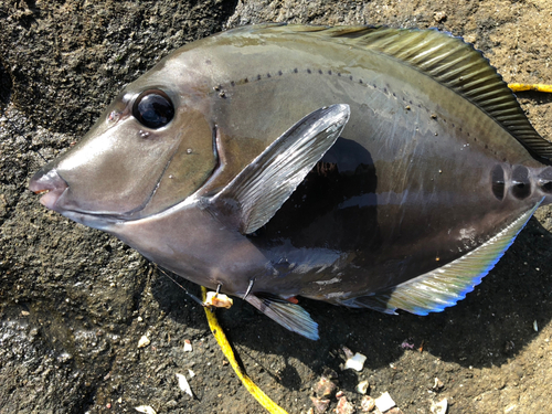 ニザダイの釣果