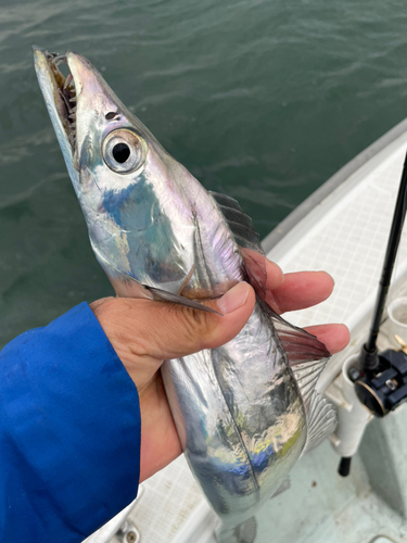 タチウオの釣果