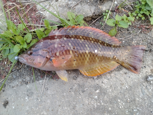 アカササノハベラの釣果