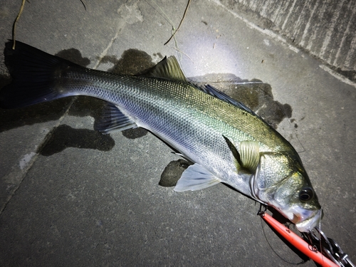 セイゴ（マルスズキ）の釣果