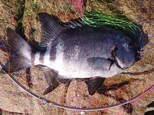 イシダイの釣果