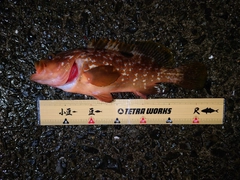 キジハタの釣果