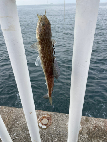 エソの釣果