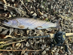 アメマスの釣果