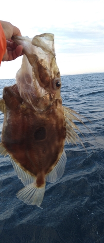 マトウダイの釣果