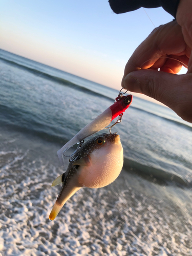 クサフグの釣果