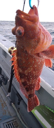 ウッカリカサゴの釣果