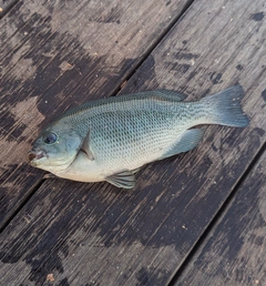 メジナの釣果