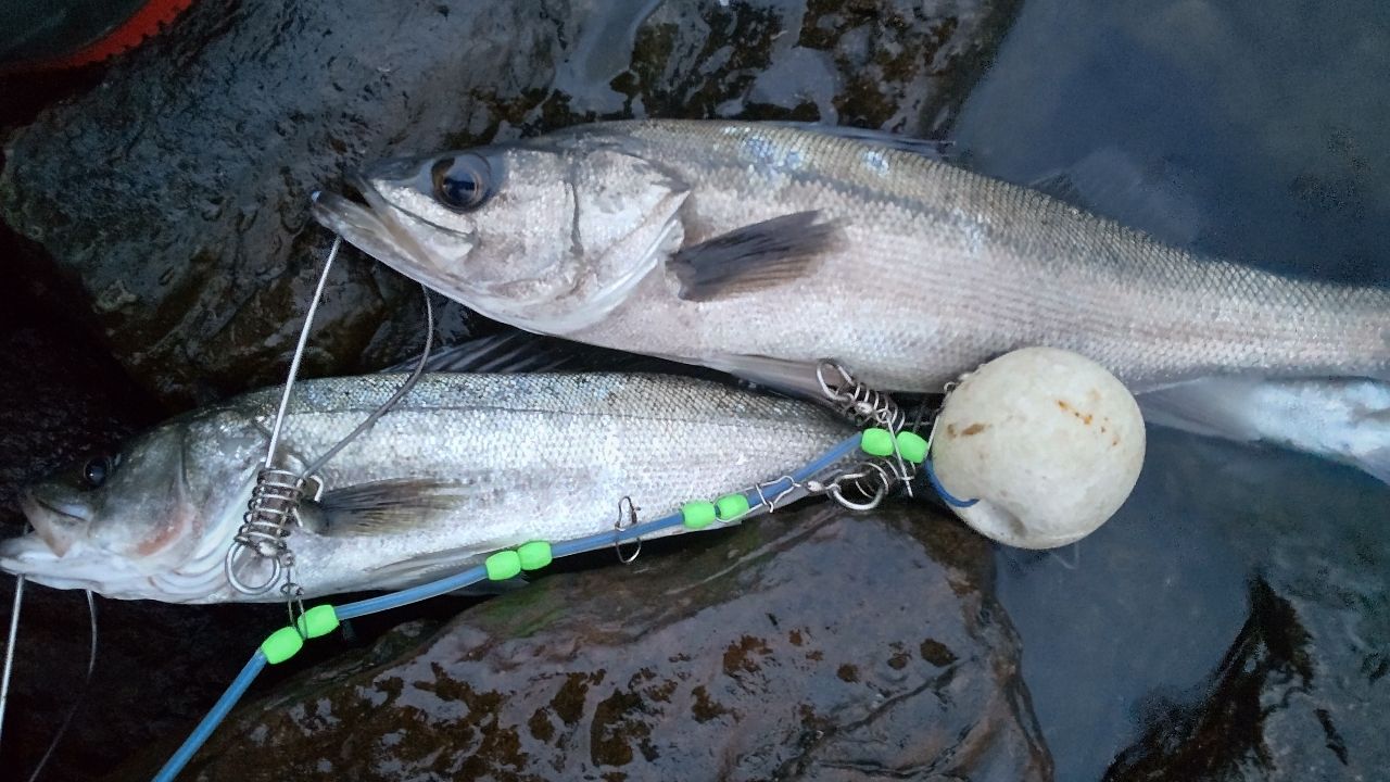 セイゴ（マルスズキ）