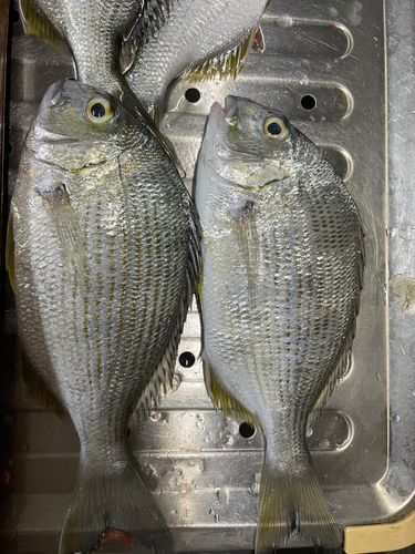 ヘダイの釣果