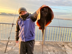 アカエイの釣果