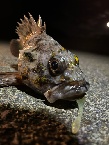 オウゴンムラソイの釣果