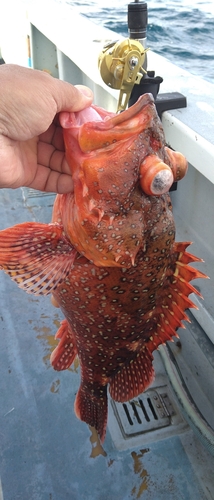 ウッカリカサゴの釣果