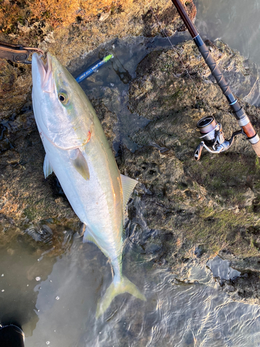 ヤズの釣果