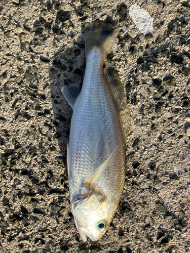 シログチの釣果