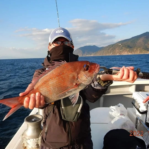 マダイの釣果