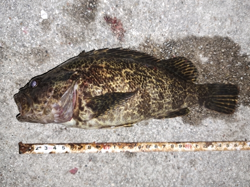 タケノコメバルの釣果