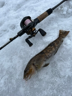 アイナメの釣果