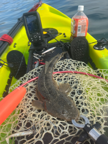 マゴチの釣果