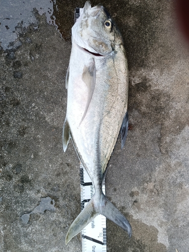 オニヒラアジの釣果