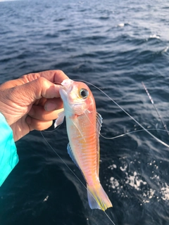 アマダイの釣果