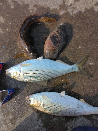 コノシロの釣果