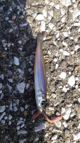 キスの釣果