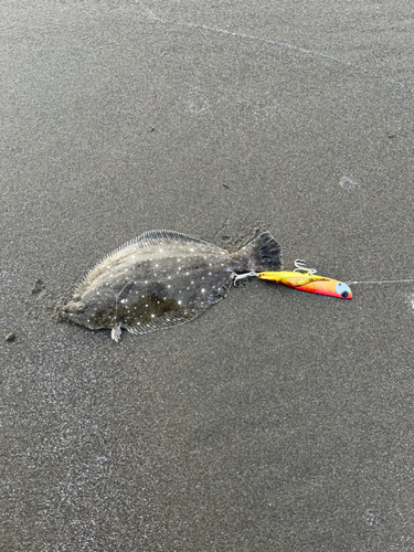 ソゲの釣果