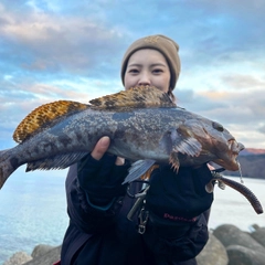 アイナメの釣果