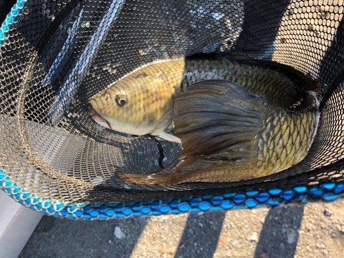 コイの釣果