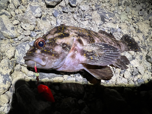 ムラソイの釣果