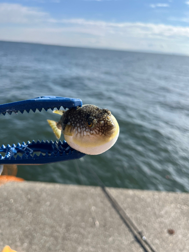 コモンフグの釣果