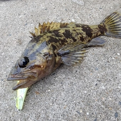 タケノコメバルの釣果