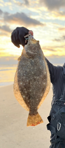 ヒラメの釣果