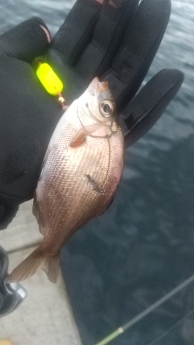 ウミタナゴの釣果