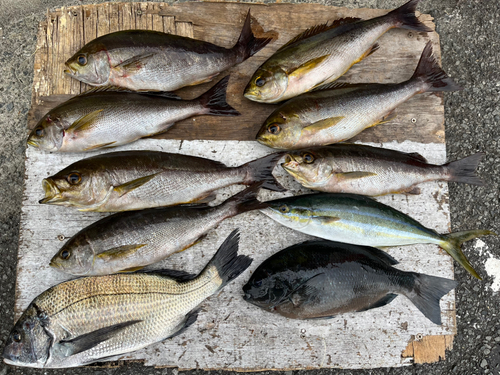 メジナの釣果