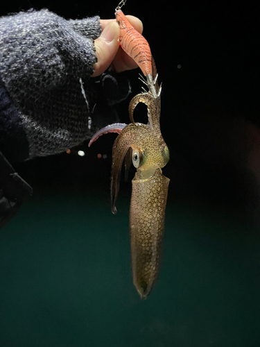 イカの釣果