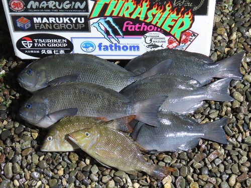 クチブトグレの釣果