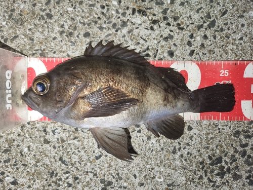 メバルの釣果