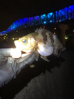 メバルの釣果