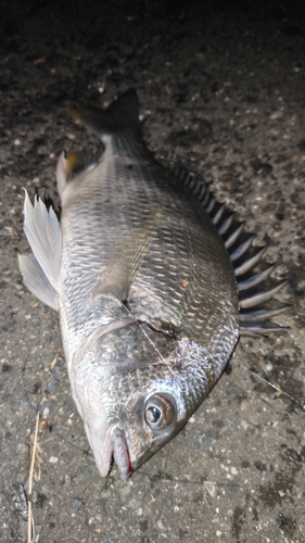 キビレの釣果