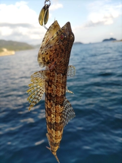 エソの釣果